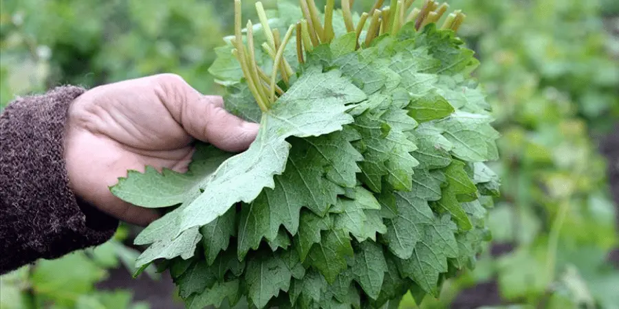 Erbaa Üzüm Yaprağının Özellikleri