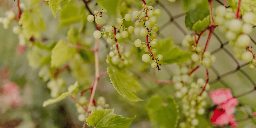 Tokat Erbaa Üzüm Yaprağı ve Coğrafi İşaret