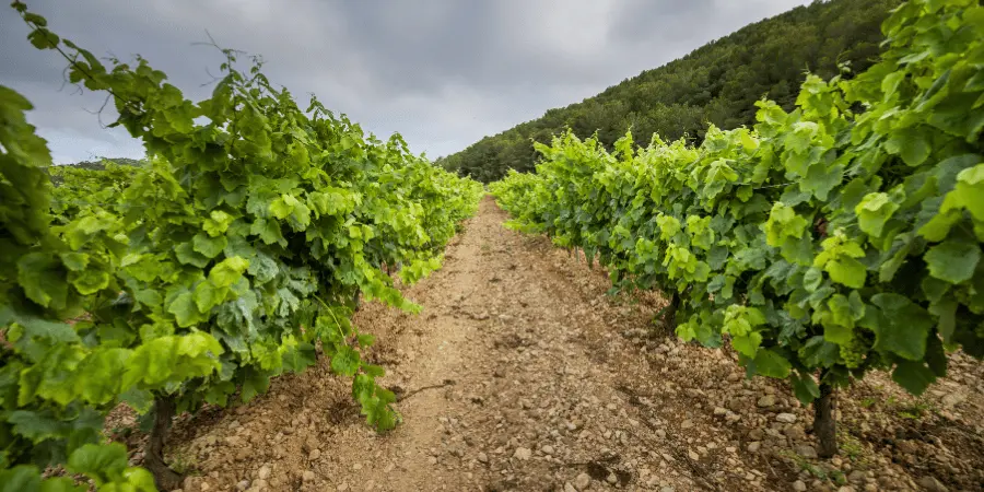 Doğal Salamura Yaprak: Saklama ve Kullanım İpuçları
