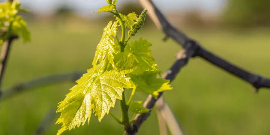 Tokat – Erbaa Üzüm Yaprağının Türkiye’de ve Dünyada Önemi
