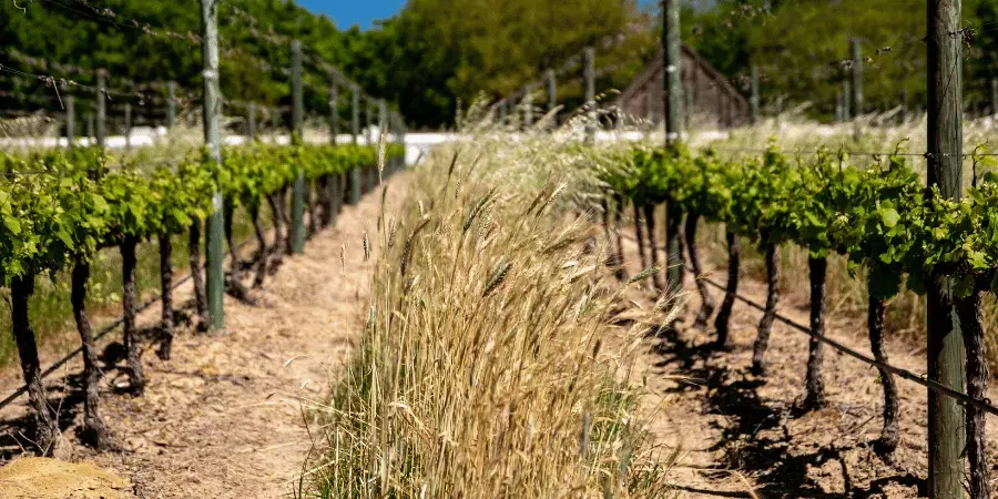 Erbaa Yaprağının Kalite Üstünlüğü